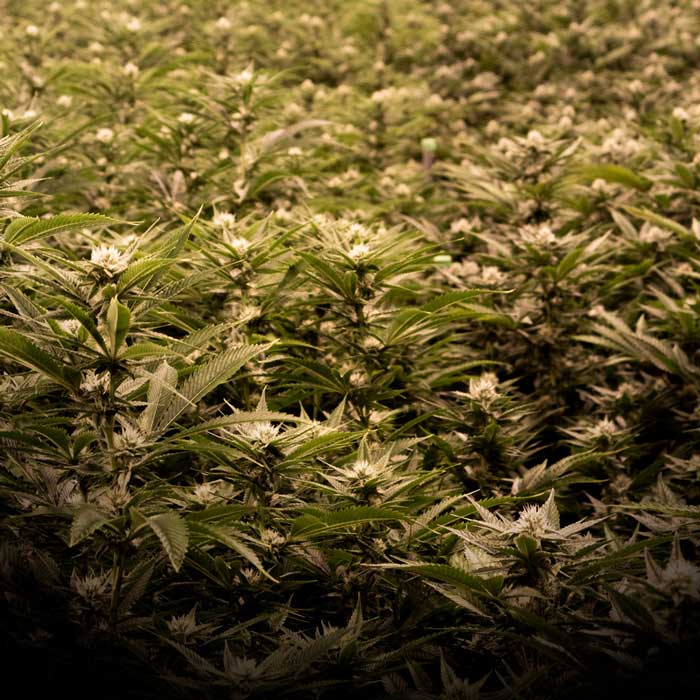 Sattva California cannabis field