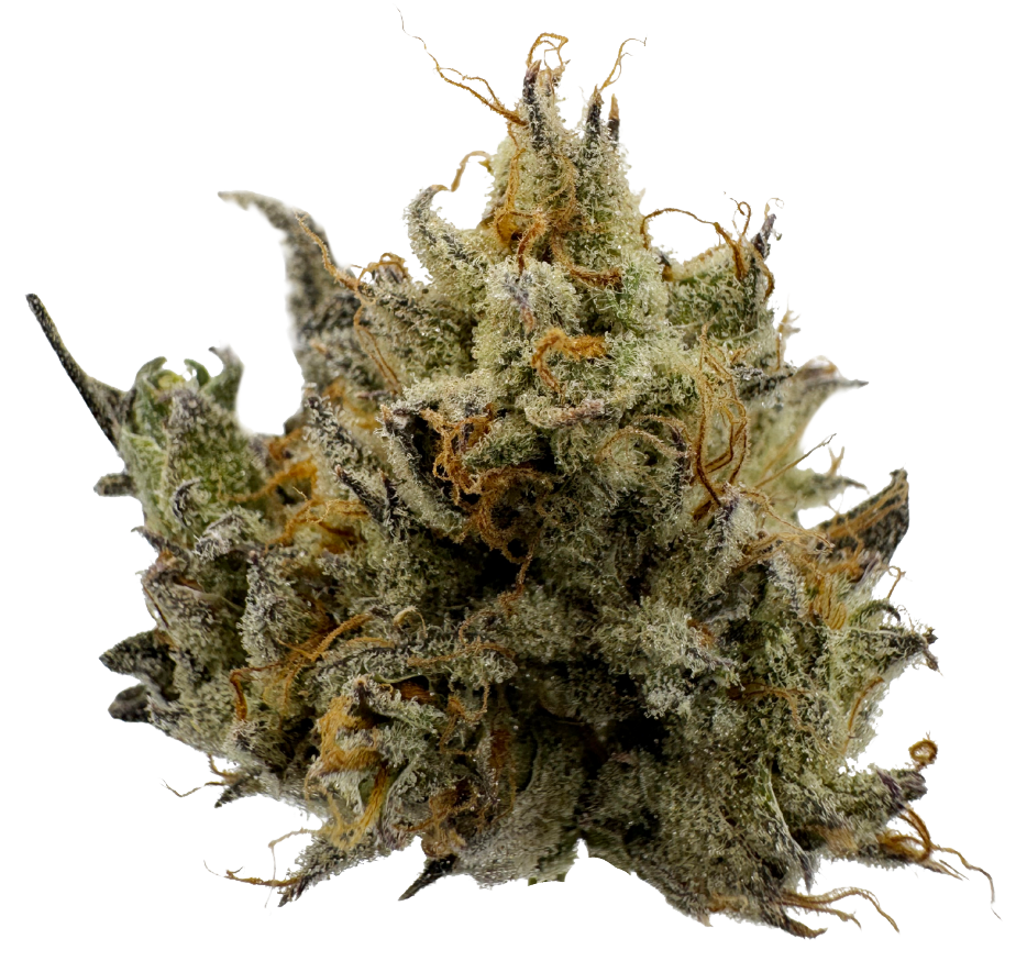 Northern California Cannabis Strain Bolinas