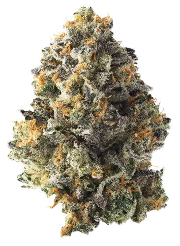 Northern California Cannabis Strain Gelo Belts