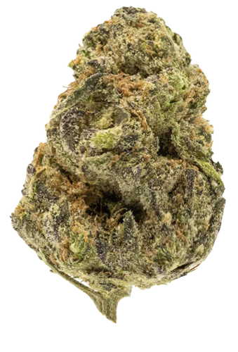 Northern California Cannabis Strain GovernMint Oasis