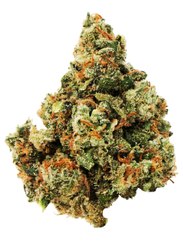 Northern California Cannabis Strain Jack Herer