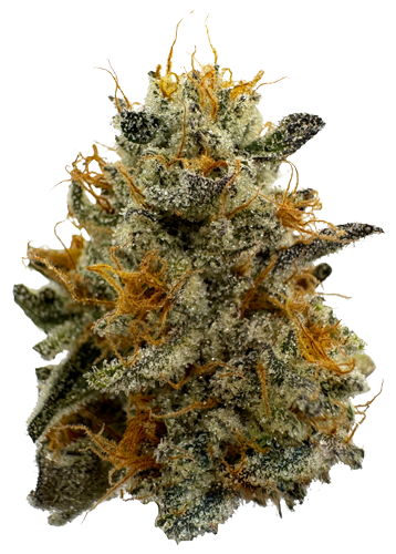 Northern California Cannabis Strain Marmalade