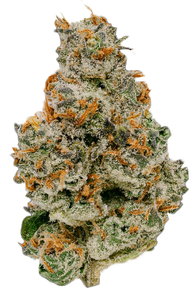 Northern California Cannabis Strain Moroccan Peaches