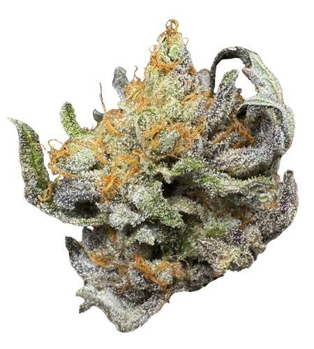 Northern California Cannabis Strain Strawberry Biscotti